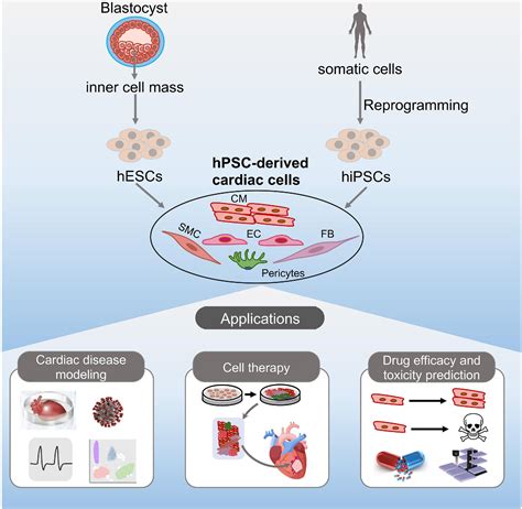 lv osnl|Induced Pluripotent Stem Cells: at the Heart of Cardiovascular .